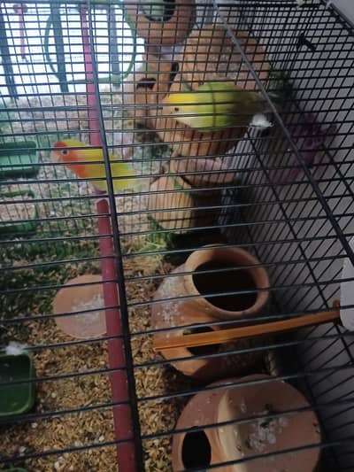 Budgies and rainbow colour birds with Cage