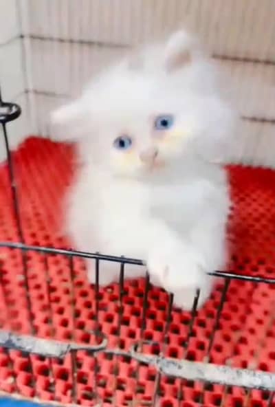Persian cat triple kot,for sale,my WhatsApp 03481292582