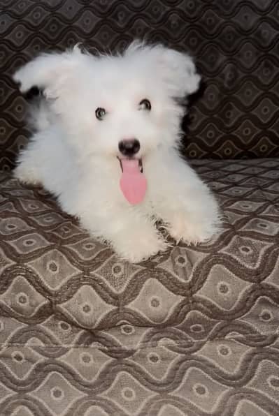 Toy puppy