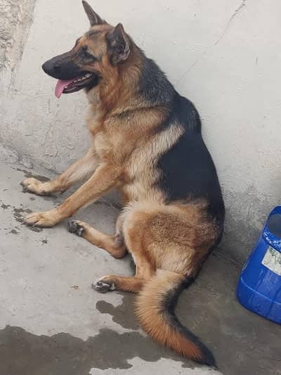 German shepherd