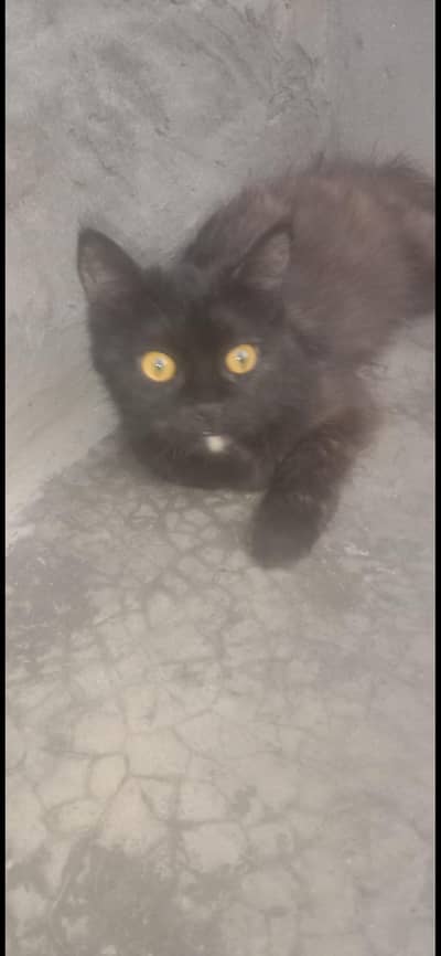 domestic Long Hair Black Cat     what'sapp 03294453738