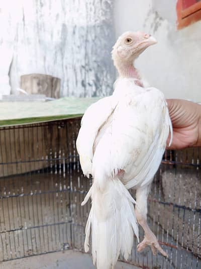 high quality male chick forsale .
