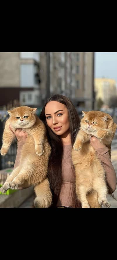 IMPORTED BRITISH SHORTHAIR KITTENS AVAILABLE FOR SALE