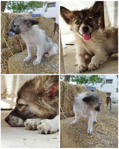 German Spitz Puppy Dog 2.5 months