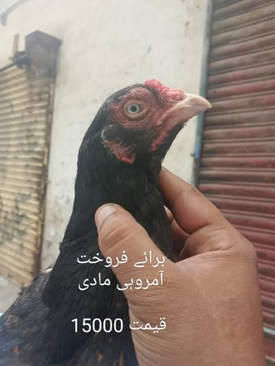 Hen sale