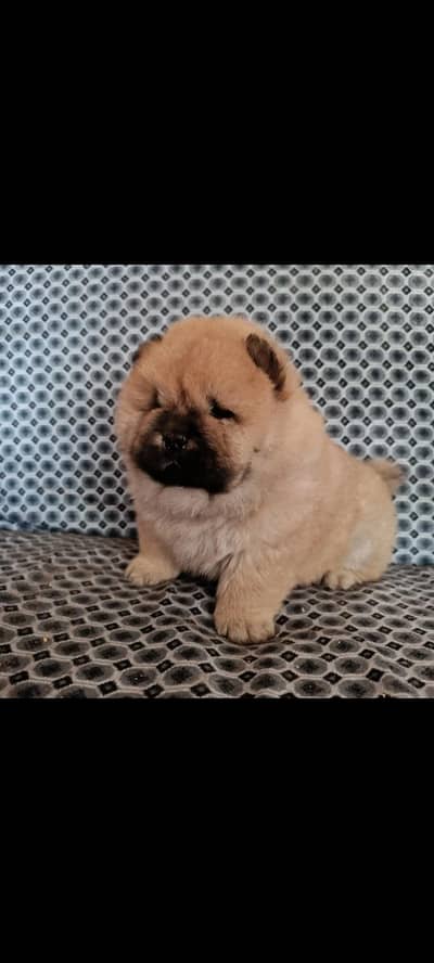 IMPORTED CHOW CHOW PUPPIES AVAILABLE FOR BOOKING
