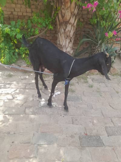Bakri for seel