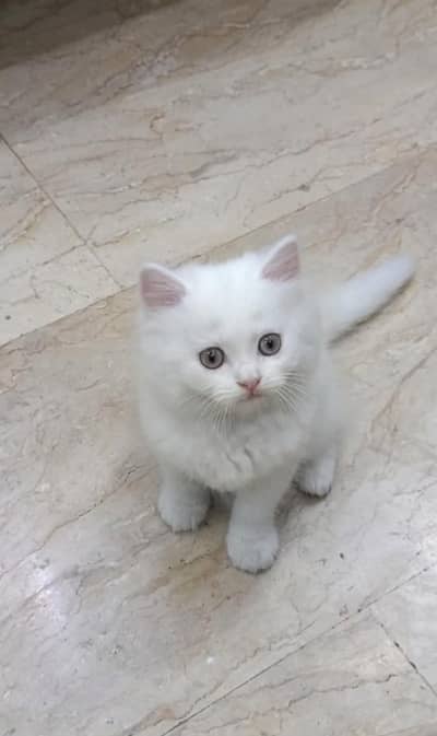 White persian doll face cat.
