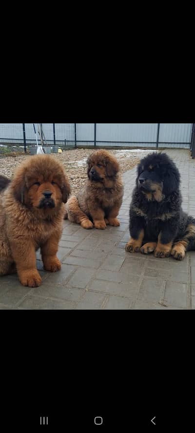 IMPORTED TIBTEN MASTIFF PUPPIES AVAILABLE FOR BOOKING