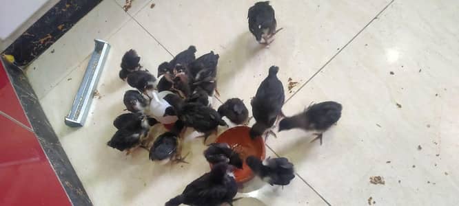 Australorp heritage