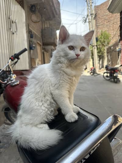 Persian cat triple coat