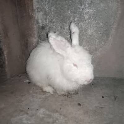 White angora bunnies 