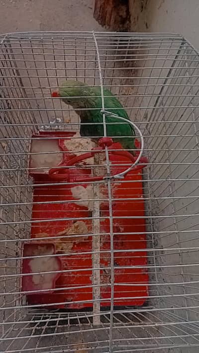 Green parrot