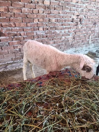 mundra | sheep | chatra 03211431928 WhatsApp