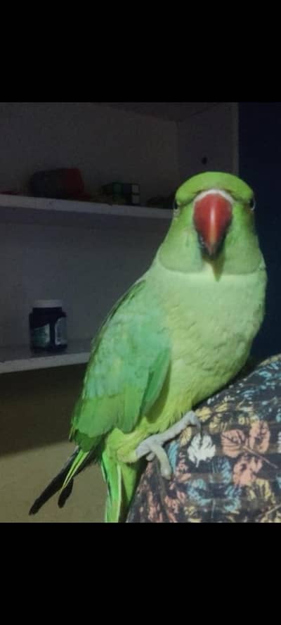 handtamed female parrot