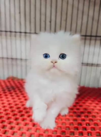 Persian cat triple kot,for sale,my WhatsApp 03481292582