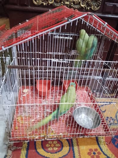 Healthy Talking Parrot for Sale
