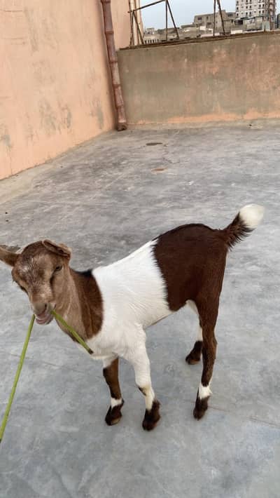 barbari goat baby
