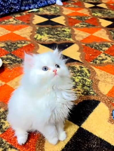 Persian cat triple kot,for sale,my WhatsApp 03481292582