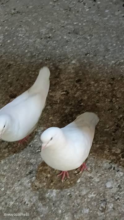 3 king Siza pair kabooter aur 3 sentinent female for sale