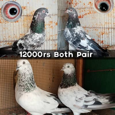 Dub Wala Pair Or Bajrai Pair For Sale