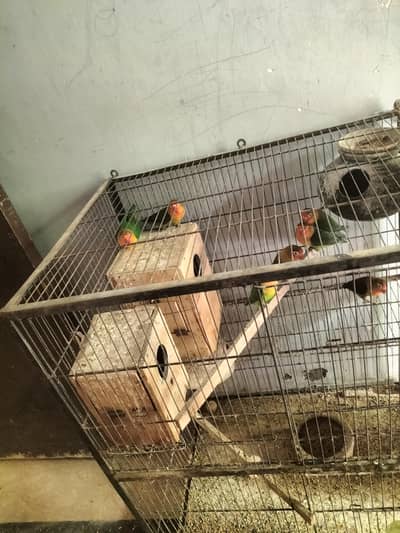 Fisher love birds colony