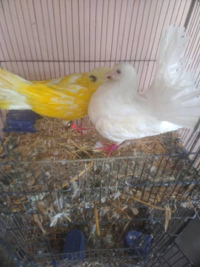 fancy breeding pair pegions 5 time proven breeder pair sale