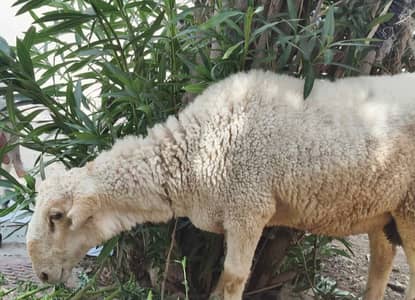 Dumba for sale