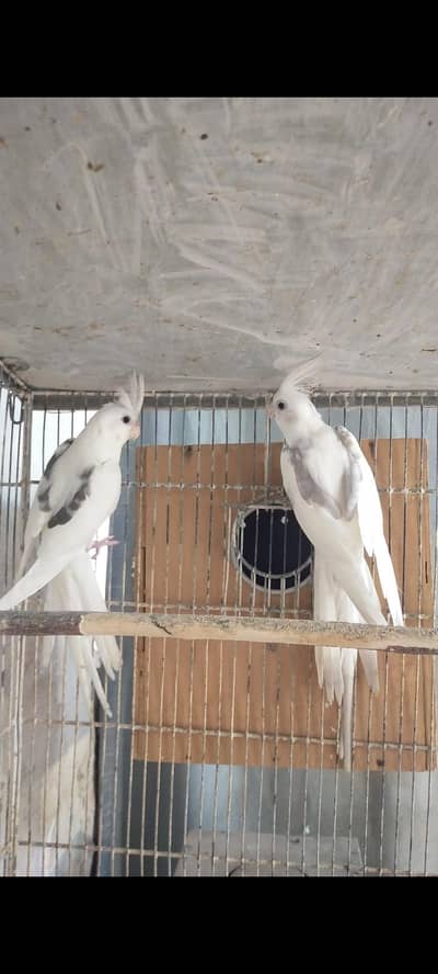 Eno V. pide 02 Males