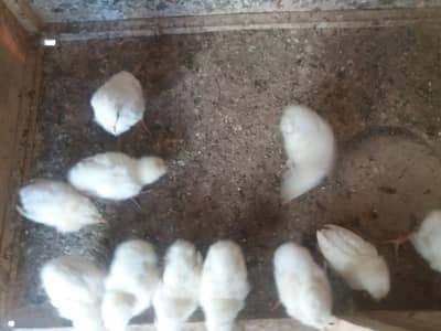 white leghorn chicks
