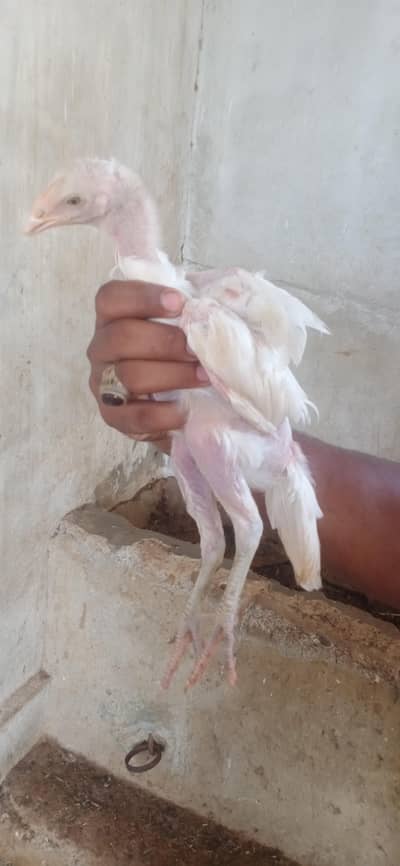 Aseel chicks