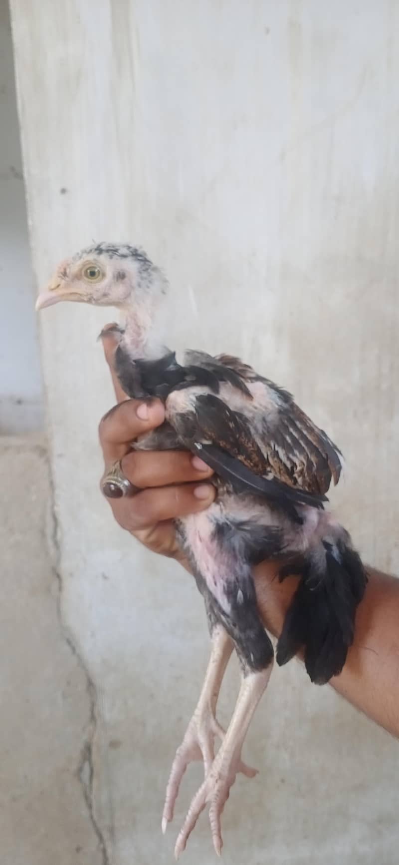Aseel chicks 1