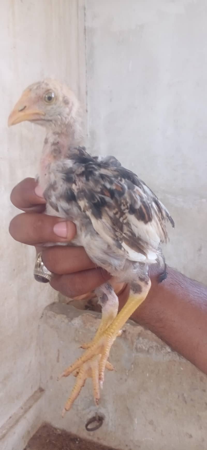Aseel chicks 2