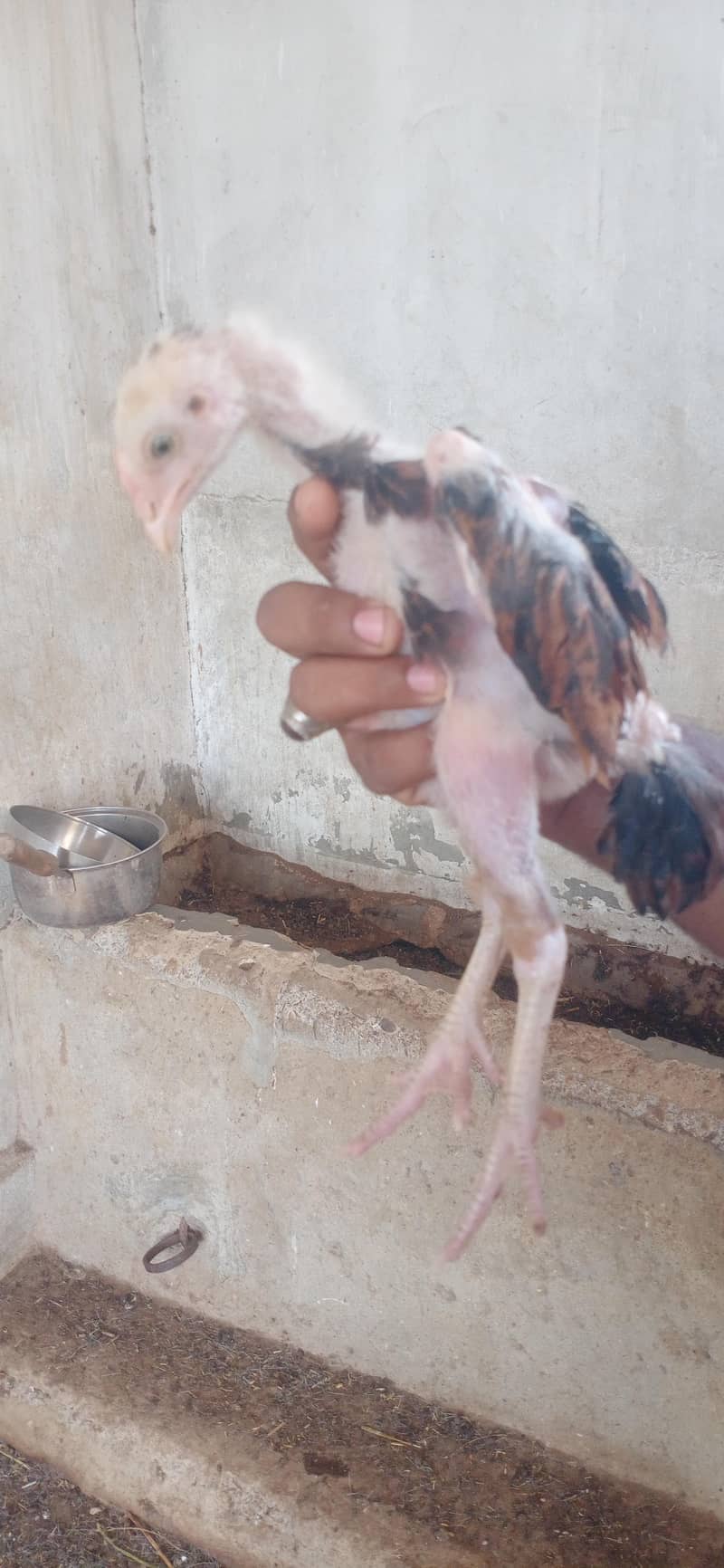Aseel chicks 3