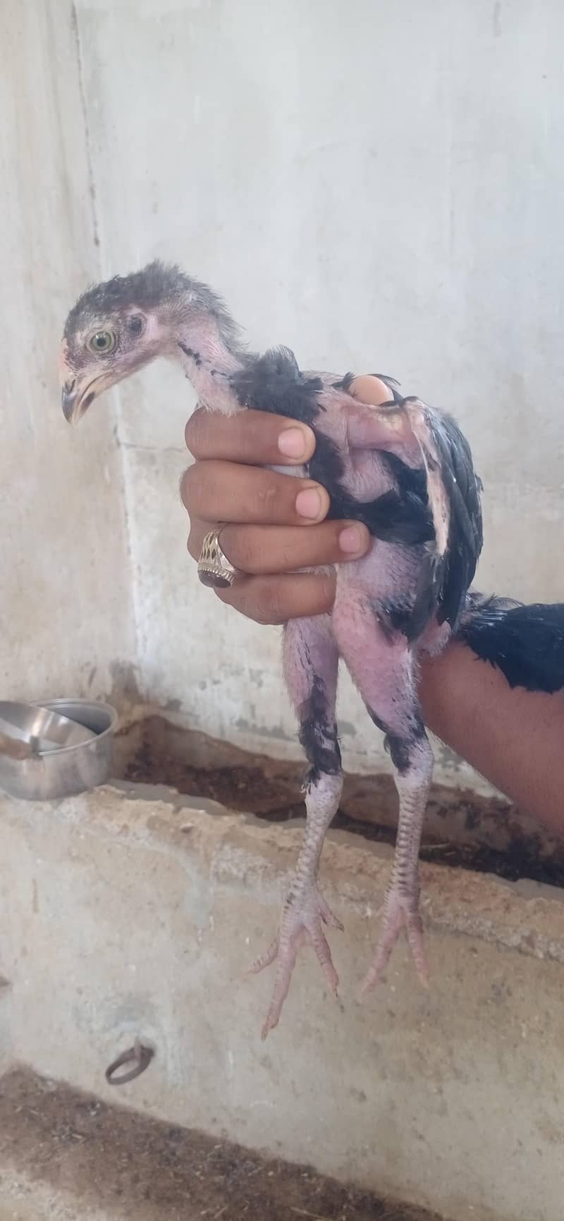 Aseel chicks 4
