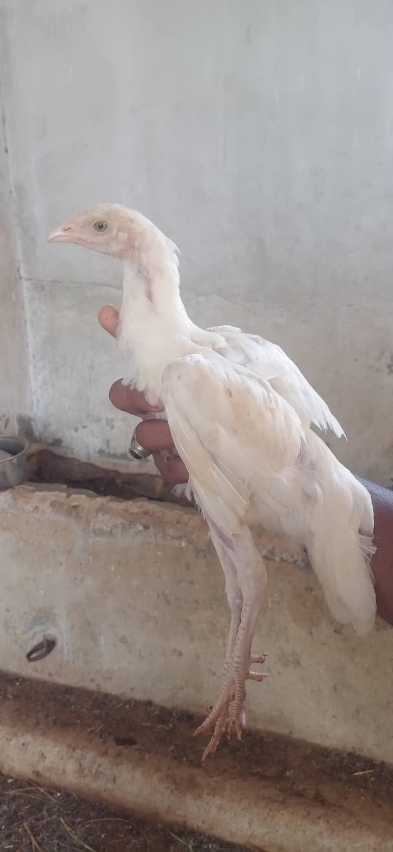 Aseel chicks 5