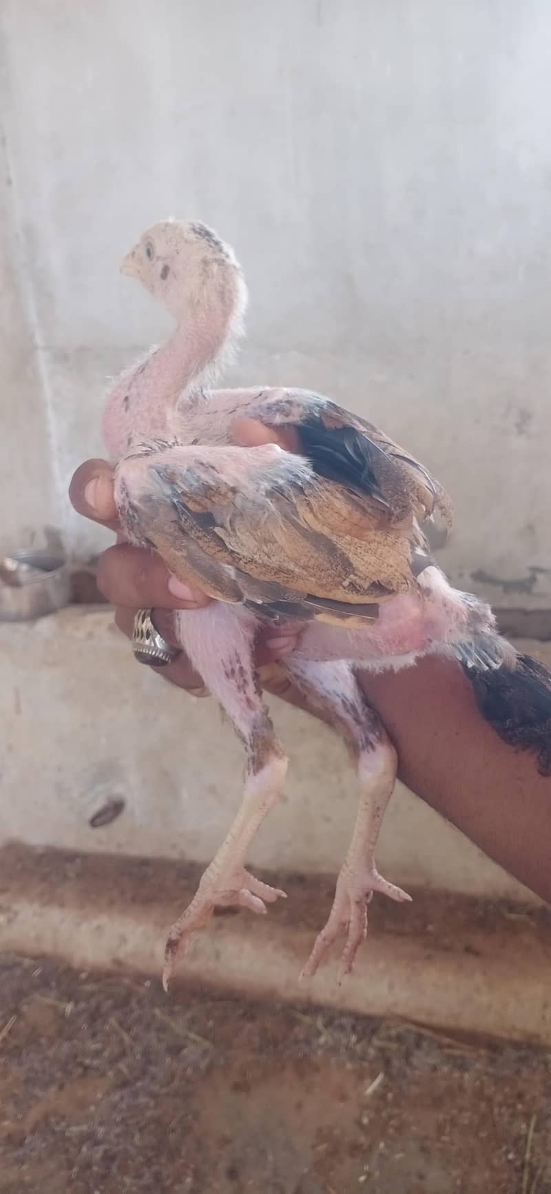 Aseel chicks 6