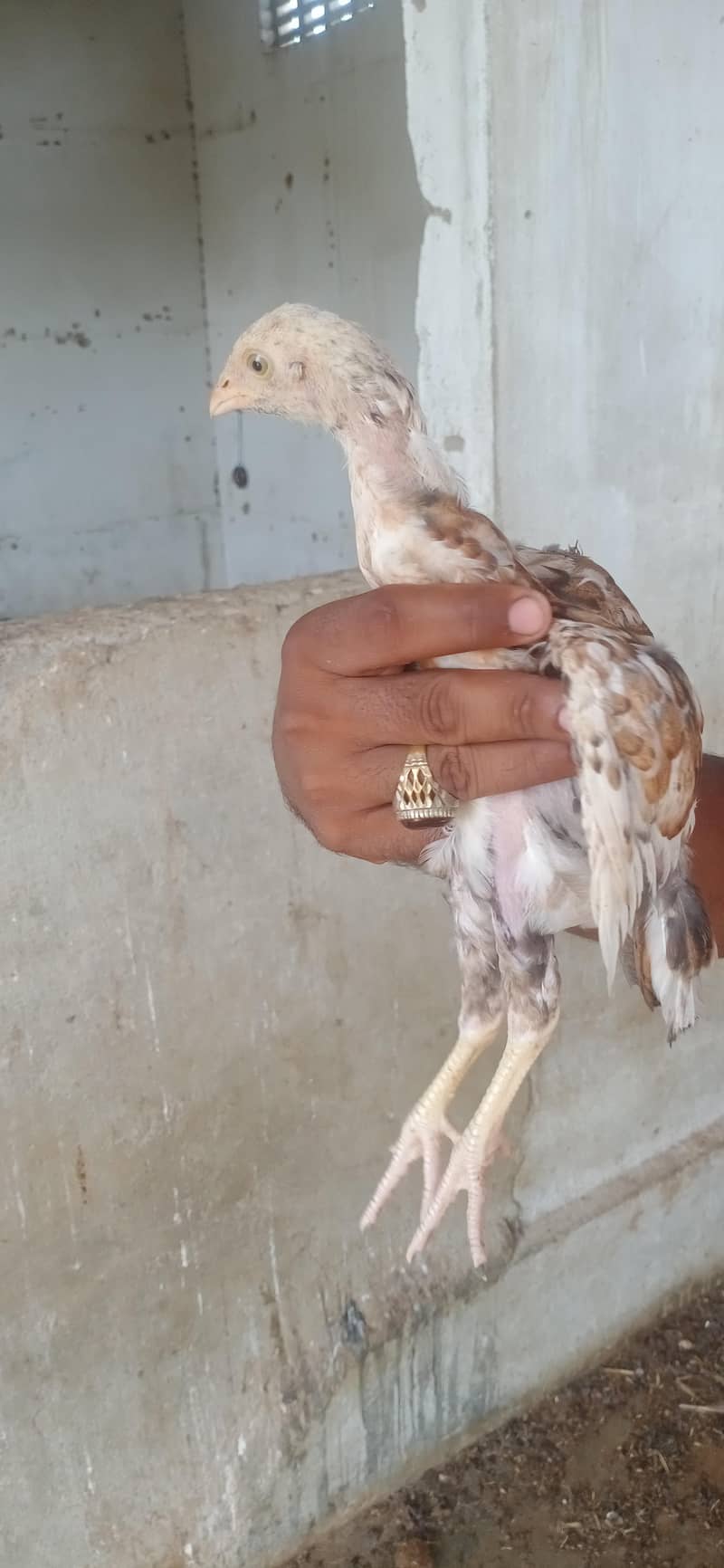 Aseel chicks 7
