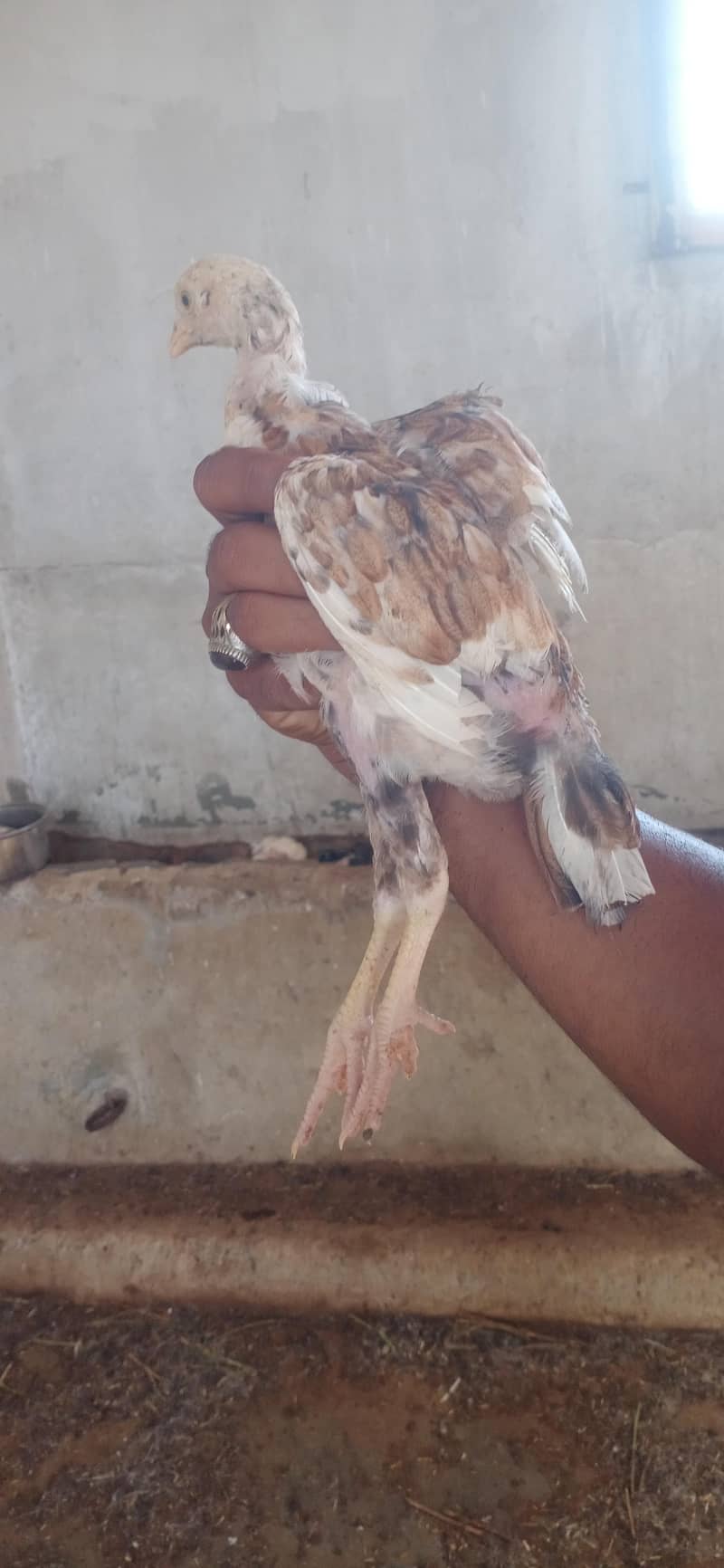 Aseel chicks 8