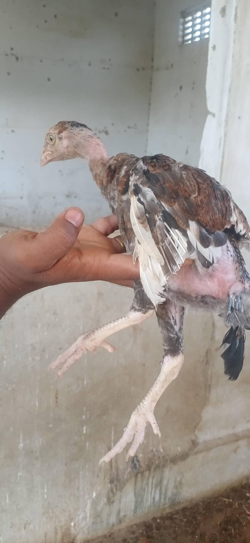 Aseel chicks 9