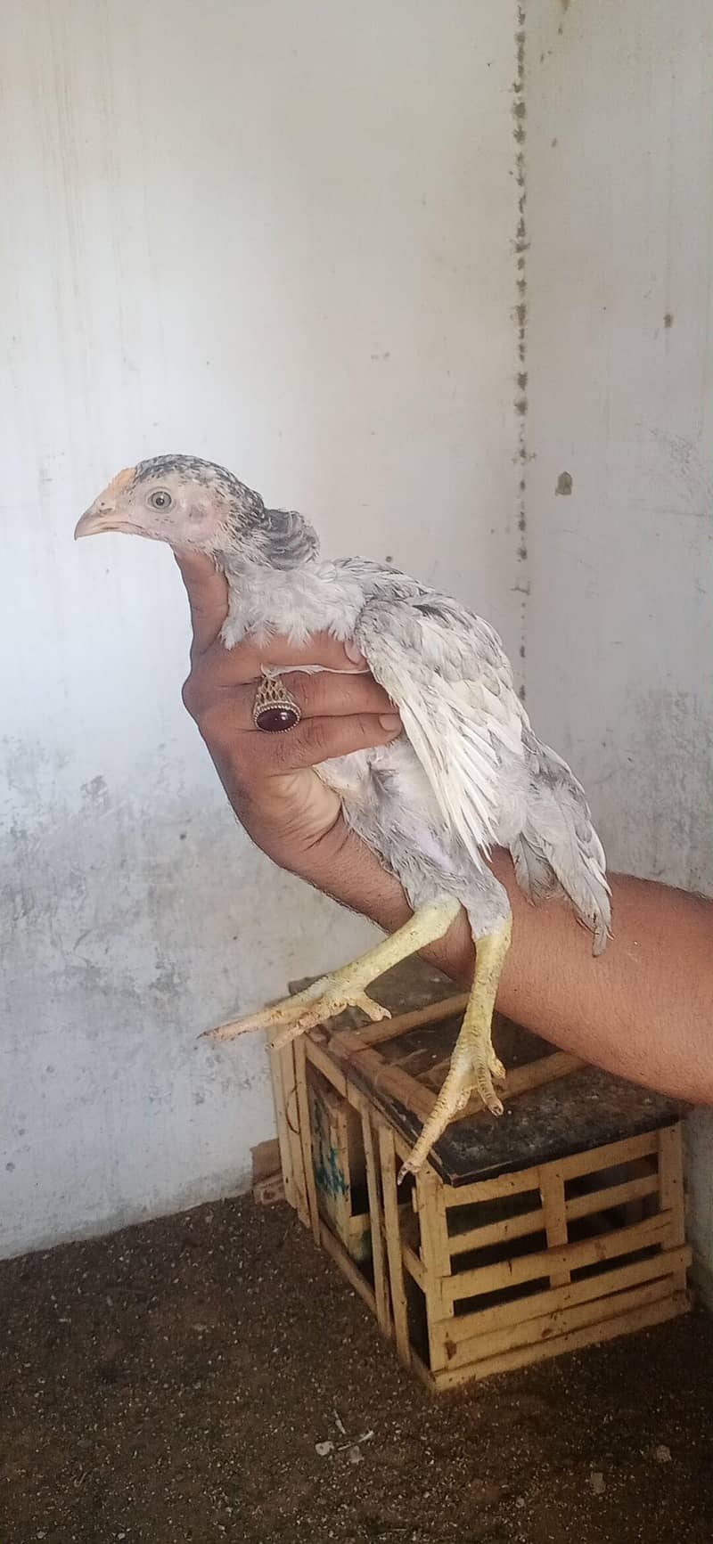 Aseel chicks 10