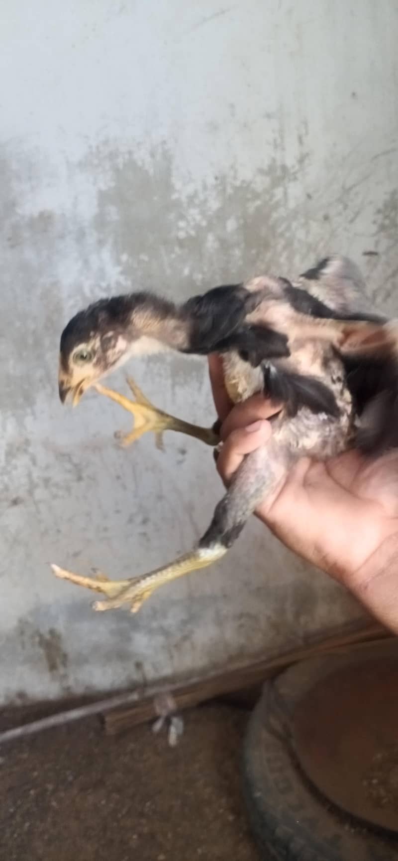 Aseel chicks 11