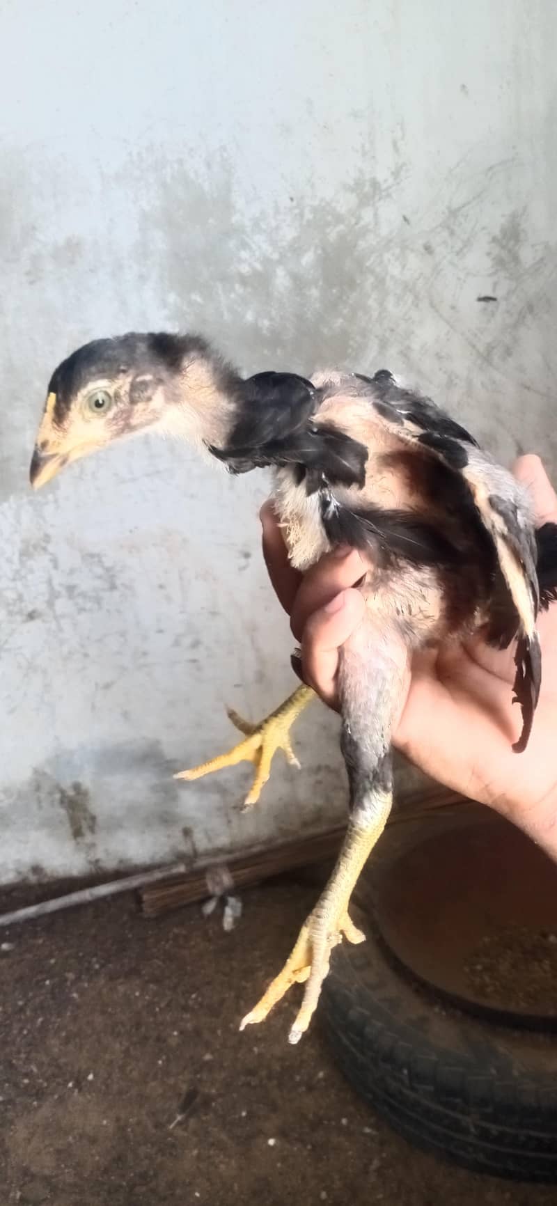 Aseel chicks 12