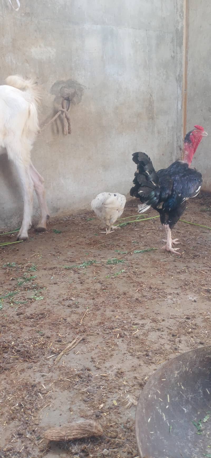 Aseel chicks 14
