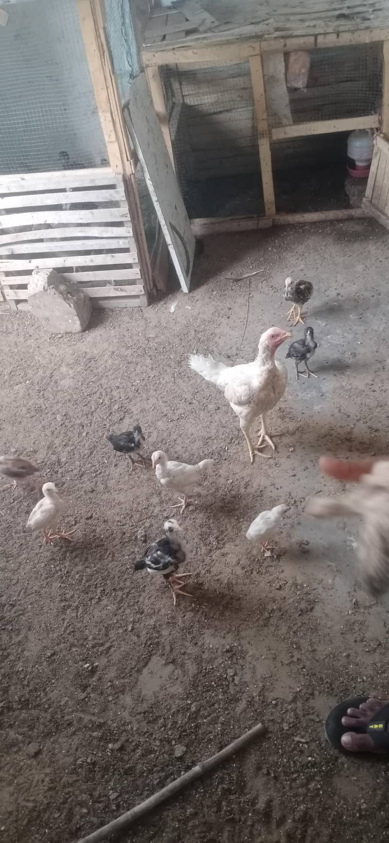 Aseel chicks 15