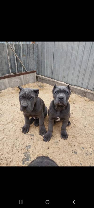 IMPORTED CANE CORSO PUPPIES AVAILABLE FOR BOOKING