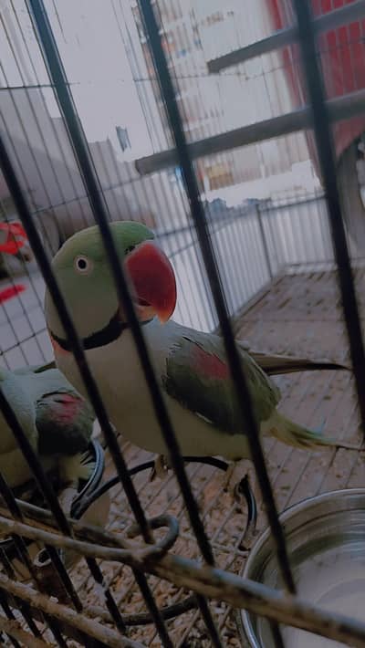 Raw parrots