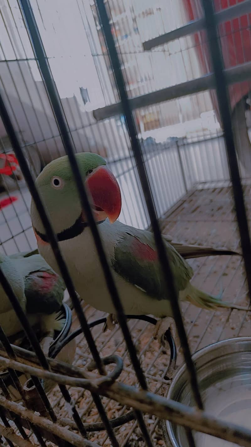 Raw parrots 0