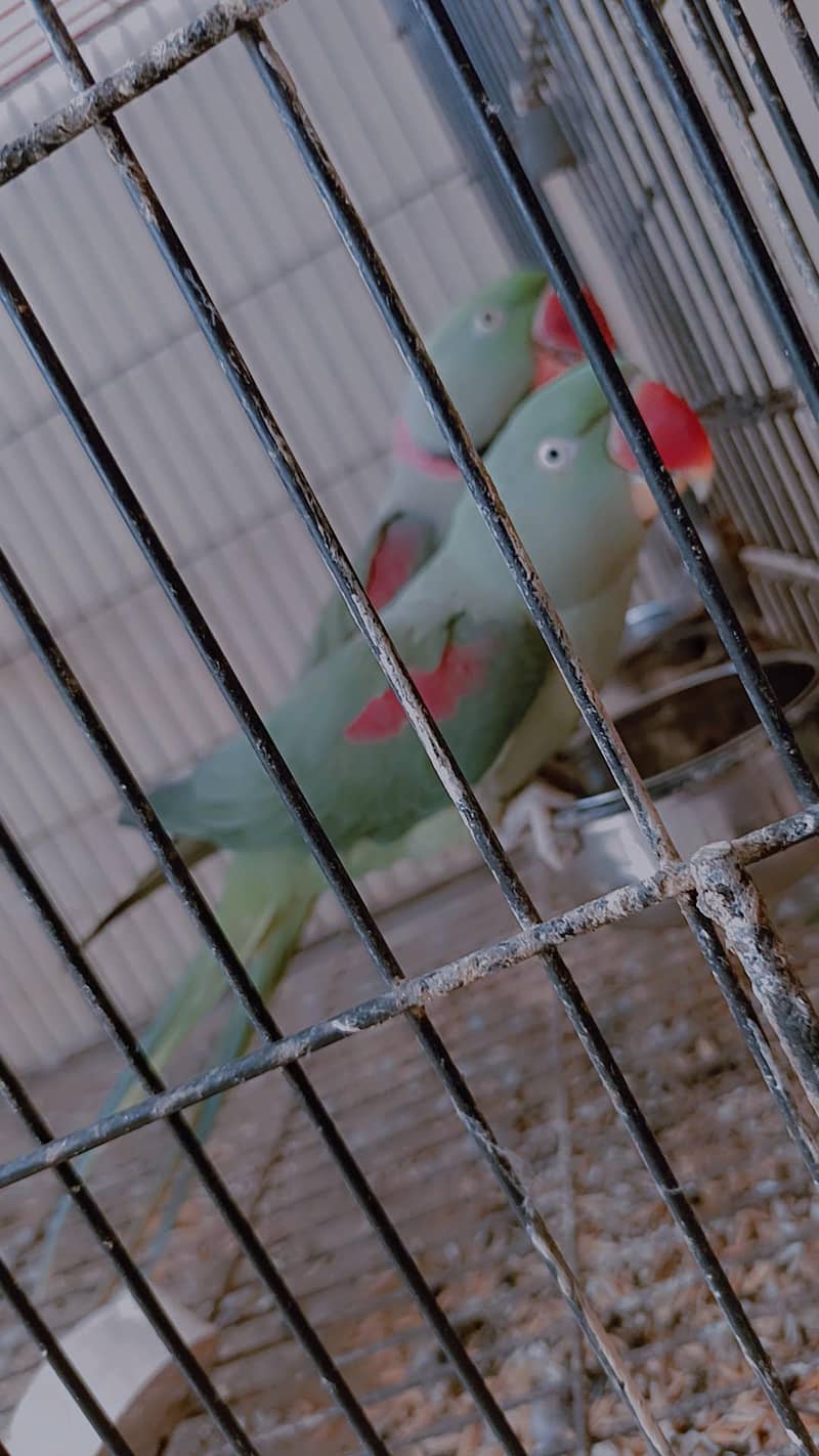 Raw parrots 1