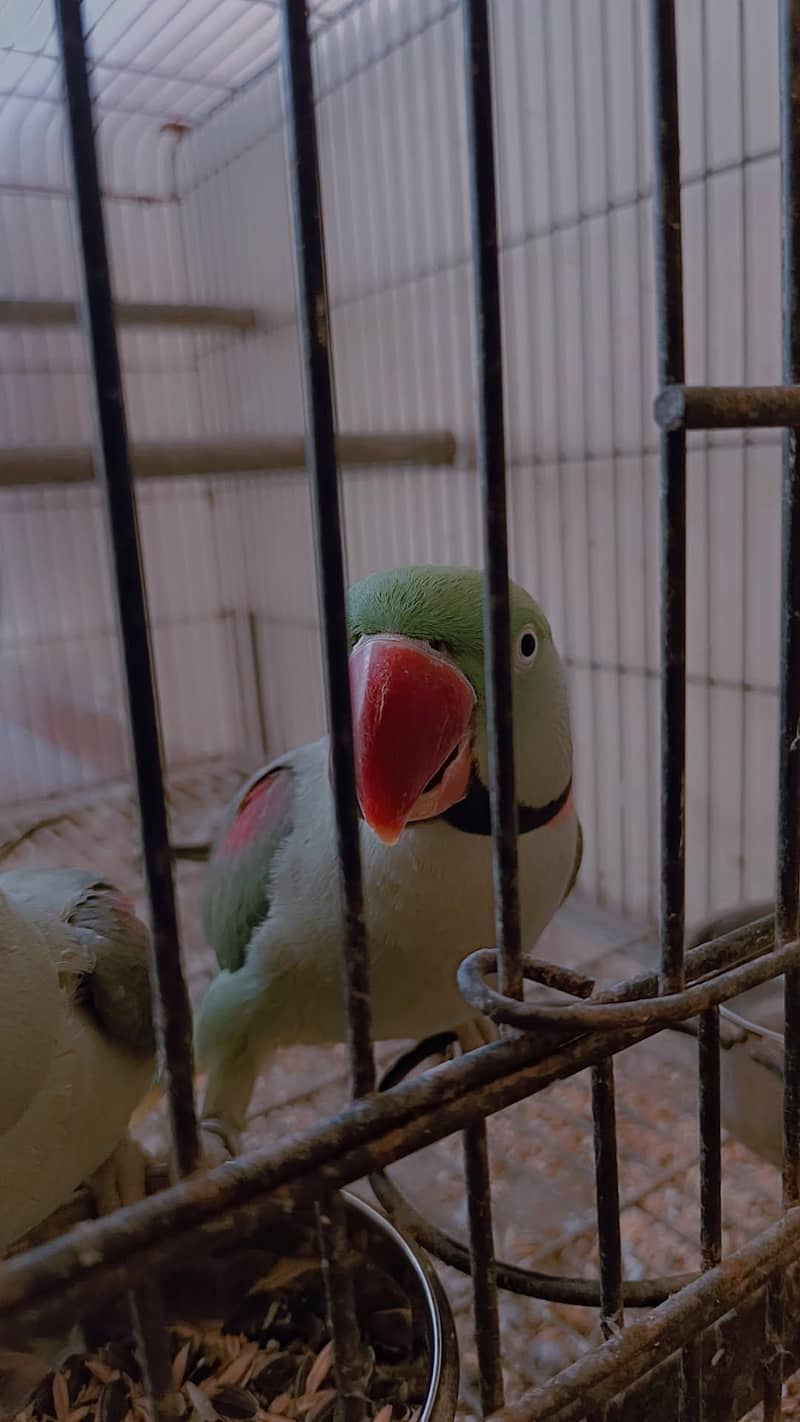 Raw parrots 2